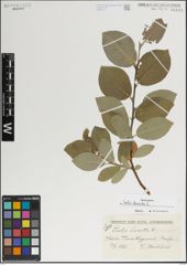 Foto von Salix lanata L.